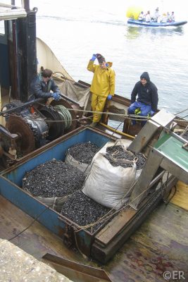 Nicola L dredging seed mussel Nicola L dredging seed mussel