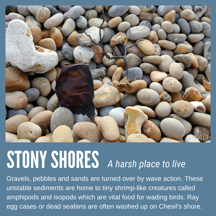 Chesil Beach - Introduction