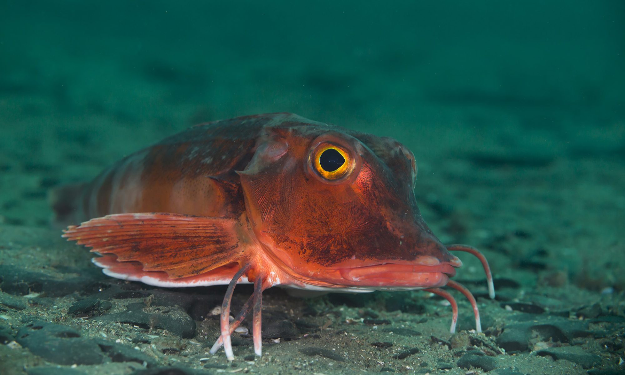 Dorset's Marine Protected Areas